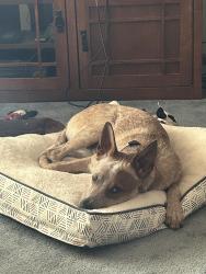 Lost Female Dog last seen Near rd and Jordan, Carbondale, KS 66414