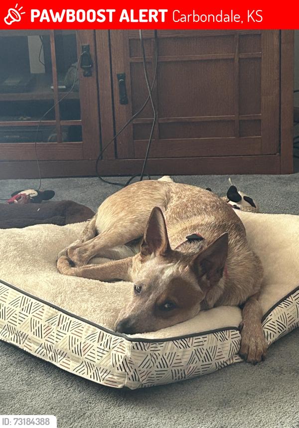 Lost Female Dog last seen Near rd and Jordan, Carbondale, KS 66414