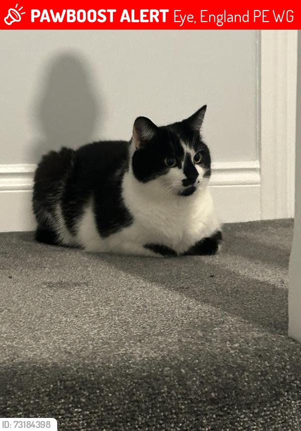 Lost Female Cat last seen Near monks drive (my hse), Eye, England PE6 7WG