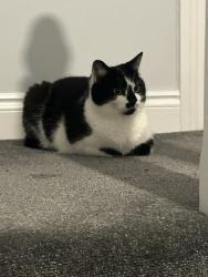 Lost Female Cat last seen Near monks drive (my hse), Eye, England PE6 7WG