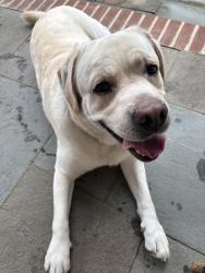Found/Stray Male Dog last seen Lexington and Albemarle. Lower Court, Richmond, VA 23226