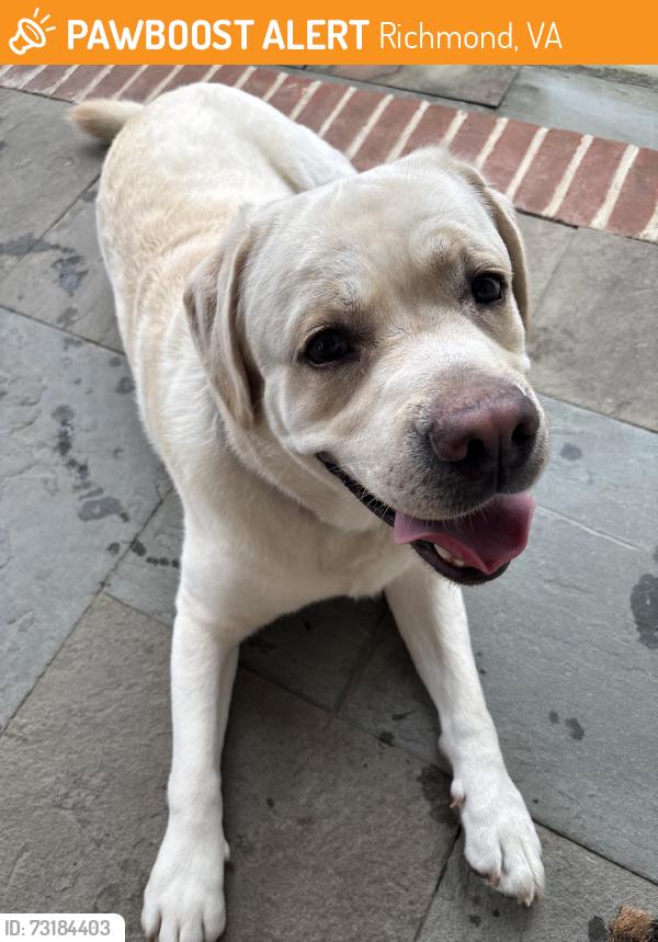 Found/Stray Male Dog last seen Lexington and Albemarle. Lower Court, Richmond, VA 23226