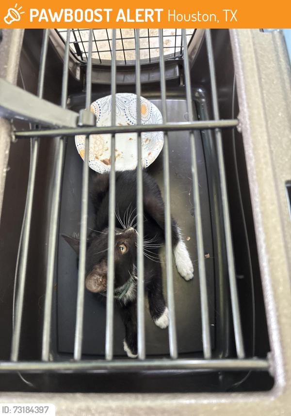 Found/Stray Unknown Cat last seen Woodvine/Amelia, Houston, TX 77055