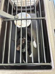 Found/Stray Unknown Cat last seen Woodvine/Amelia, Houston, TX 77055