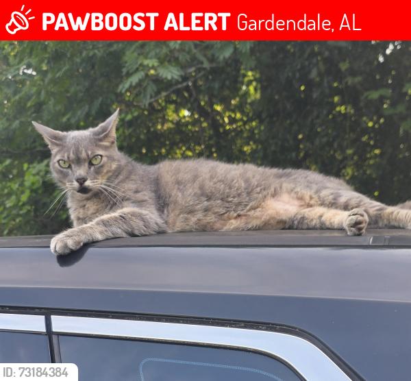 Lost Male Cat last seen Rhody Drive and Michael Drive, Gardendale, AL 35071
