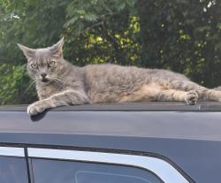 Lost Male Cat last seen Rhody Drive and Michael Drive, Gardendale, AL 35071