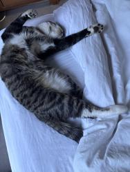 Reunited Male Cat last seen Wilson street, Rainbow Hill, England WR3 8NN