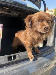 Found/Stray Male Dog last seen S central ave, Los Angeles, CA 90001