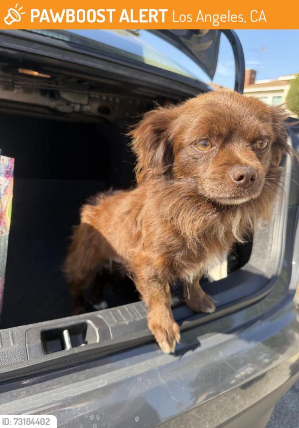 Found/Stray Male Dog last seen S central ave, Los Angeles, CA 90001