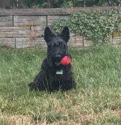 Reunited Female Dog last seen MLK and Buffalo, Portland, OR 97211
