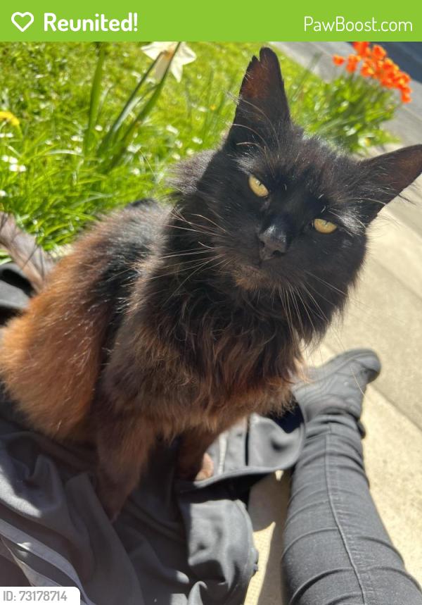 Reunited Female Cat last seen Coke Street. George Street South., Greater Manchester, England 