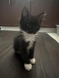 Shelter Stray Male Cat last seen CHARLOTTE, 8315 Byrum Dr, Charlotte, NC 28217, USA