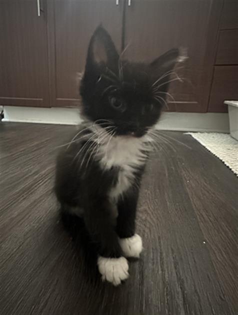 Shelter Stray Male Cat last seen CHARLOTTE, 8315 Byrum Dr, Charlotte, NC 28217, USA