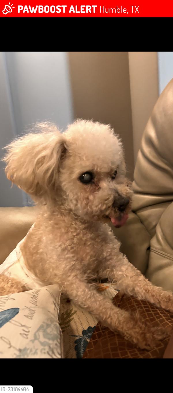 Lost Male Dog last seen Teakwood Springs Dr, Humble, TX 77396