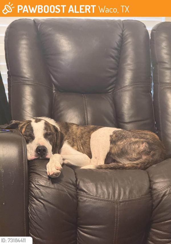 Found/Stray Male Dog last seen 11th and Waco Dr, Waco, TX 76703