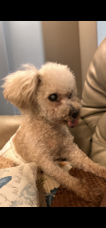 Lost Male Dog last seen Teakwood Springs Dr, Humble, TX 77396