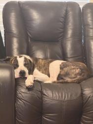 Found/Stray Male Dog last seen 11th and Waco Dr, Waco, TX 76703