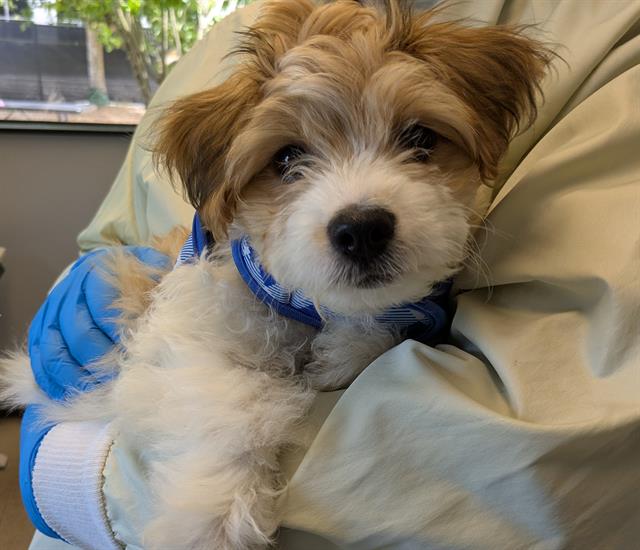 Shelter Stray Male Dog last seen Near BLOCK RUSSELL RD S, KENT WA 98032, 21615 64th Ave S, Kent, WA 98032, USA