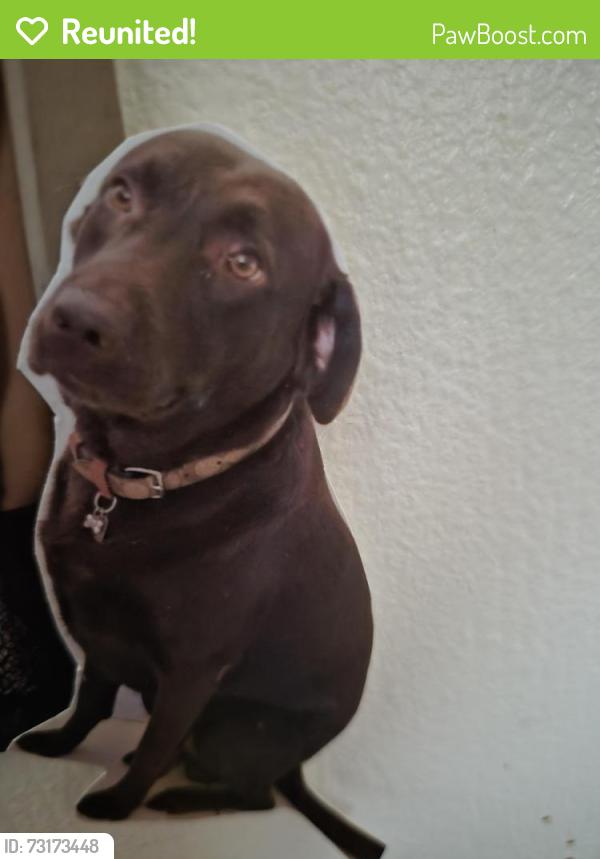 Reunited Male Dog last seen Flower and Macarthur, Santa Ana, CA 92707