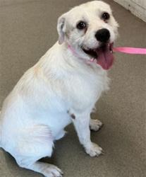 Shelter Stray Male Dog last seen DALLAS AVE & W 2ND ST, SAN BERNARDINO, CA, 92410, USA, 333 Chandler Pl, San Bernardino, CA 92408, USA