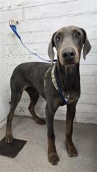 Shelter Stray Male Dog last seen WATERMAN AVE & E ORANGE SHOW RD, SAN BERNARDINO, CA, 92408, USA, 333 Chandler Pl, San Bernardino, CA 92408, USA