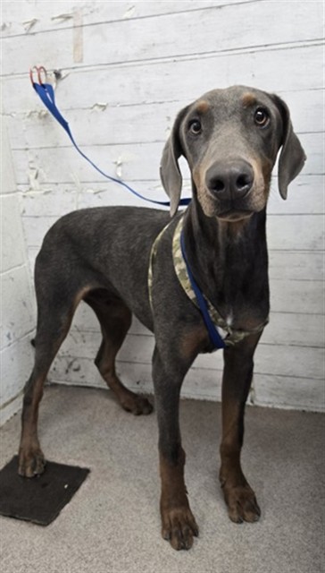 Shelter Stray Male Dog last seen WATERMAN AVE & E ORANGE SHOW RD, SAN BERNARDINO, CA, 92408, USA, 333 Chandler Pl, San Bernardino, CA 92408, USA