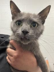 Shelter Stray Female Cat last seen Near, 2600 S Harding St, Indianapolis, IN 46221, USA