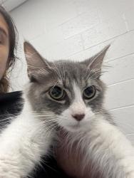 Shelter Stray Female Cat last seen Near, 2600 S Harding St, Indianapolis, IN 46221, USA
