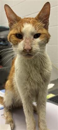 Shelter Stray Male Cat last seen Near, 2600 S Harding St, Indianapolis, IN 46221, USA