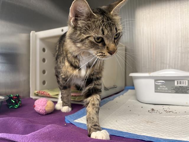 Shelter Stray Female Cat last seen Near BLOCK S 16TH ST, 3839 W Burnham St, West Milwaukee, WI 53215, USA