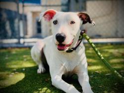Shelter Stray Female Dog last seen , 2769 Conroy Rd, Orlando, FL 32839, USA