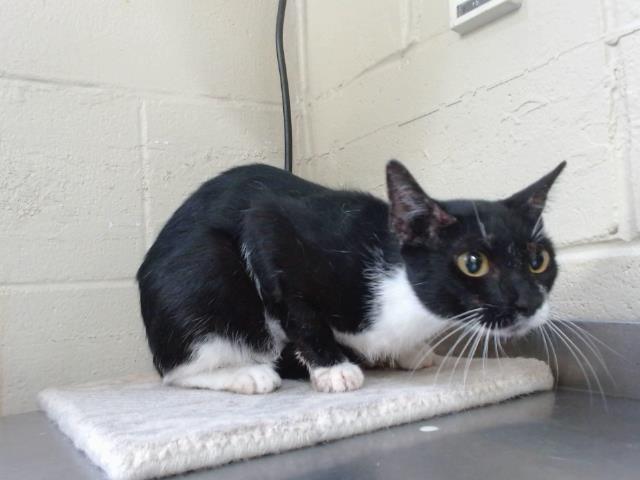 Shelter Stray Female Cat last seen , 2769 Conroy Rd, Orlando, FL 32839, USA