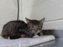 Shelter Stray Male Cat last seen , 2769 Conroy Rd, Orlando, FL 32839, USA