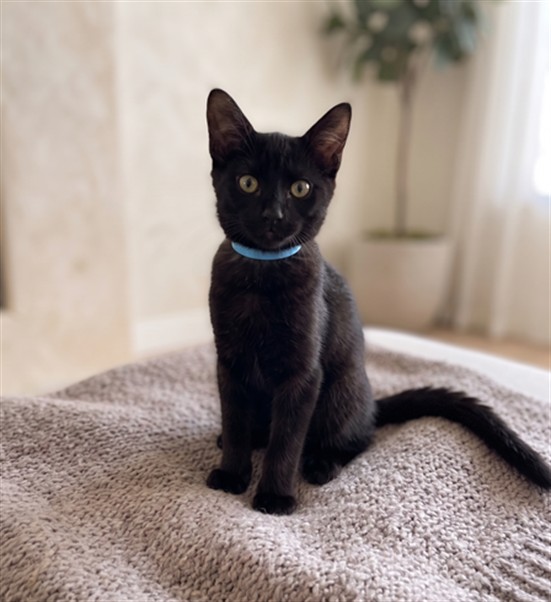 Shelter Stray Female Cat last seen , 957 N Gaffey St, San Pedro, CA 90731, USA