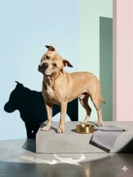 Shelter Stray Male Dog last seen Near BLOCK 118TH ST, 2020 Forest St, Jacksonville, FL 32204, USA