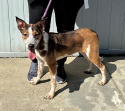 Shelter Stray Female Dog last seen Near BLOCK W. MADISON, 3528 Newburg Rd, Louisville, KY 40218, USA