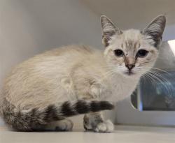 Shelter Stray Female Cat last seen Near BLOCK S STATE ST, HEMET CA 92543, 581 S Grand Ave, San Jacinto, CA 92582, USA