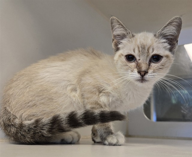 Shelter Stray Female Cat last seen Near BLOCK S STATE ST, HEMET CA 92543, 581 S Grand Ave, San Jacinto, CA 92582, USA