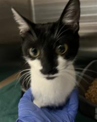 Shelter Stray Female Cat last seen YELLOW TAIL, 232 Eslinger Way, Sanford, FL 32773, USA