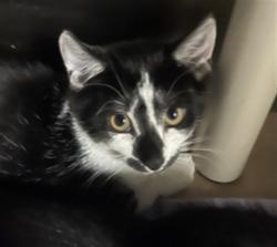 Shelter Stray Unknown Cat last seen YELLOW TAIL, 232 Eslinger Way, Sanford, FL 32773, USA