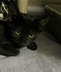 Shelter Stray Unknown Cat last seen YELLOW TAIL, 232 Eslinger Way, Sanford, FL 32773, USA