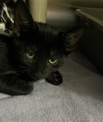 Shelter Stray Unknown Cat last seen YELLOW TAIL, 232 Eslinger Way, Sanford, FL 32773, USA