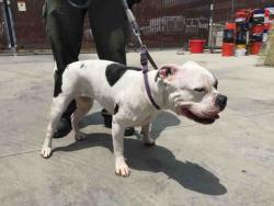 Shelter Stray Female Dog last seen , 14409 Vanowen St, Van Nuys, CA 91405, USA