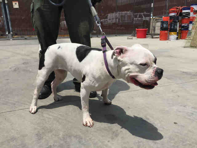 Shelter Stray Female Dog last seen , 14409 Vanowen St, Van Nuys, CA 91405, USA