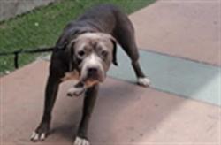 Shelter Stray Female Dog last seen , 14409 Vanowen St, Van Nuys, CA 91405, USA