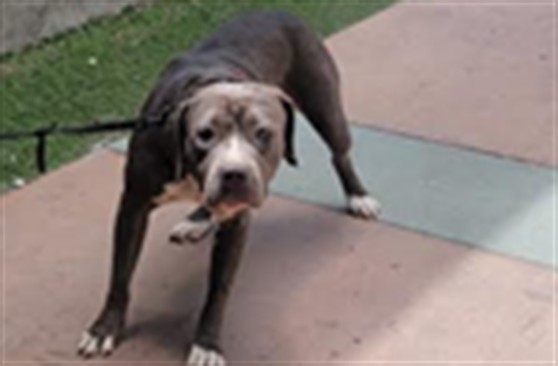 Shelter Stray Female Dog last seen , 14409 Vanowen St, Van Nuys, CA 91405, USA