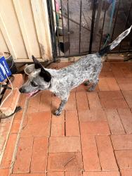 Found/Stray Male Dog last seen 29th and Wilmot, Tucson, AZ 85711
