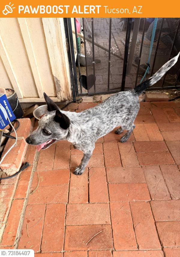 Found/Stray Male Dog last seen 29th and Wilmot, Tucson, AZ 85711