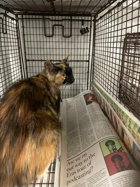 Shelter Stray Female Cat last seen , 14409 Vanowen St, Van Nuys, CA 91405, USA
