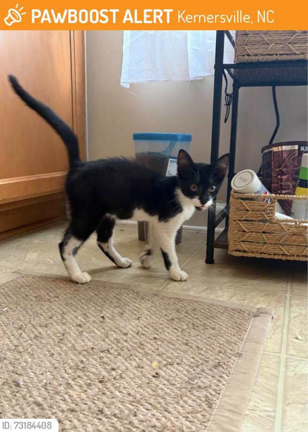Found/Stray Male Cat last seen Kernersville, Kernersville, NC 27284